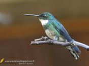 Picaflor garganta blanca (White-throated Hummingbird) Leucochloris albicollis