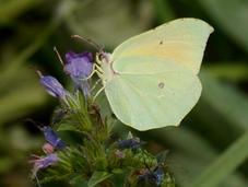 Gonepteryx renuevan