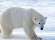 Zona polar Biomas