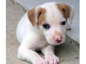 Leptospirosis canina