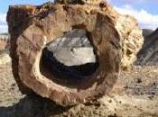 bosque petrificado Jaramillo