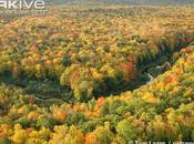 Bosque deciduo templado