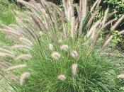 Fountain Grass