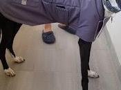 abrigo galgo klaus