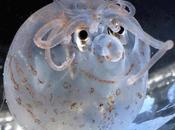 calamar cochinillo, Helicocranchia pfefferi