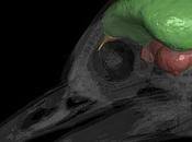 Archaeopteryx tenía cerebro pájaro