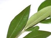 Beneficios para salud hoja olivo