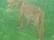 Esto despojo, muerte preñada....(Sevilla)