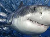 Otras cosas sobre tiburones verán esta semana televisión