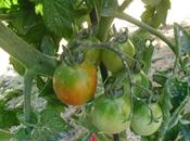 TOMATES 2013 "FIASCHETTO" (cap.7)