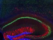 Verifican implantación recuerdos falsos cerebro