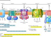 importancia mitocondria síntesis fosforilación oxidativa