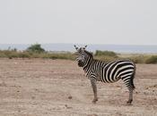 Viaje Kenia: descubriendo Parque Nacional Amboseli