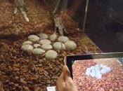 exposición “Dinosaurios: huevos bebés. Encuentro pasado” MUJA recibe julio total 10.570 visitas