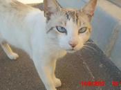 Lucas, gatito abandonado plena calle (Murcia)‏