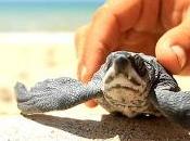 Inparques protege tortugas marinas Restinga