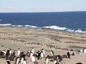 pingüinos prosperaron Antártida Pequeña Edad Hielo