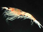 calentamiento océanos podría afectar krill antártico