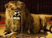 escritor como domador ideas