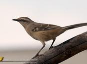Calandria grande (Chalk-browed Mockingbird) Mimus saturninus