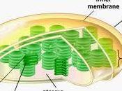 Membranas cloroplasto