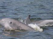 Encontrada causa mortandad delfines EE.UU