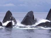 Ballenas jorobadas asustan kayakistas (vídeo)