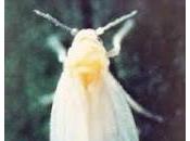 mosca blanca insecto ataca cultivos como