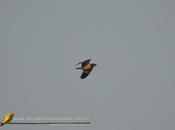 Ñacundá (Nacunda nighthawk) Chordeiles nacunda