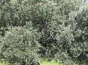 cultivo olivo