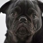 puede prevenir cáncer perros?