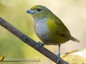 Tangará alcalde (Chestnut-bellied euphonia) Euphonia pectoralis