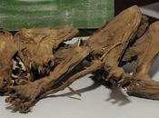 Familia argentina exhibe esqueleto chupacabras