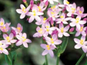 CENTAURY centáurea