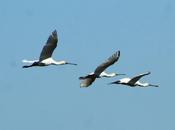 Ciconiiformes-aves zancudas