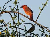 Visitantes partida doble patio casa
