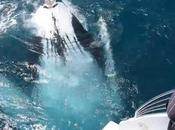 Ballena vuelta hace muerto" (vídeo)