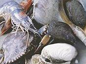 Beneficios mariscos