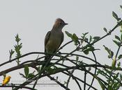 Fiofío copetón (Yellow-bellied Elaeni) Elaenia flavogaster