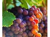 Gewürztraminer