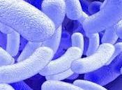 Bactérias indestructibles: eeuu avisa potencial catástrofe