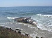 Cerumen revela historia vida ballena azul