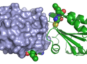 Control redox ciclo Calvin-Benson