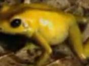 Phyllobates Terribilis