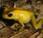 Phyllobates Terribilis