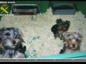 Desmantelada venta perros Internet