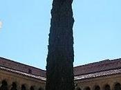 Ciprés