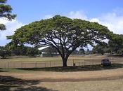 Arbol semana