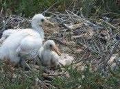 descubre nueva colonia espátulas Parque Natural Bahía Cádiz