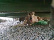 galga CUERDA CUELLO...ha parido cachorrillos,PUEBLA CAZALLA,